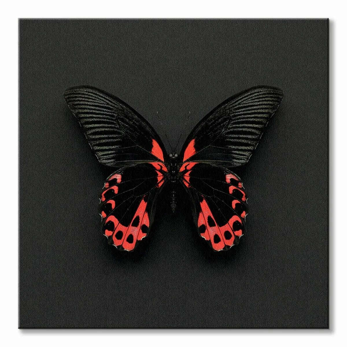 Простые крылья бабочки. Бабочка красный мормон. Бабочка Скарлет мормон. Бабочка Великий мормон. Черный мормон бабочка.