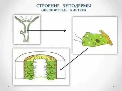 Слой тела эпителиально мускульные клетки