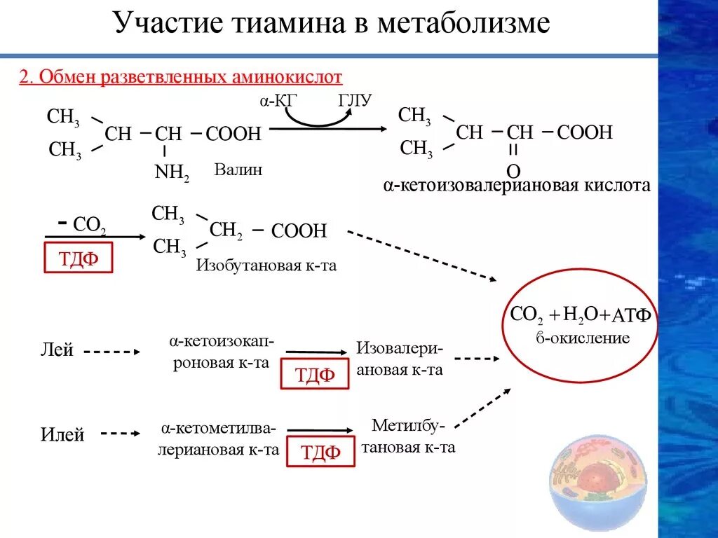 Реакция на тиамин витамин в1. Метаболизм витамина в2 схема. Реакции с участием витамина в1. Участие в обмене веществ витамина в1. 2 белковый обмен