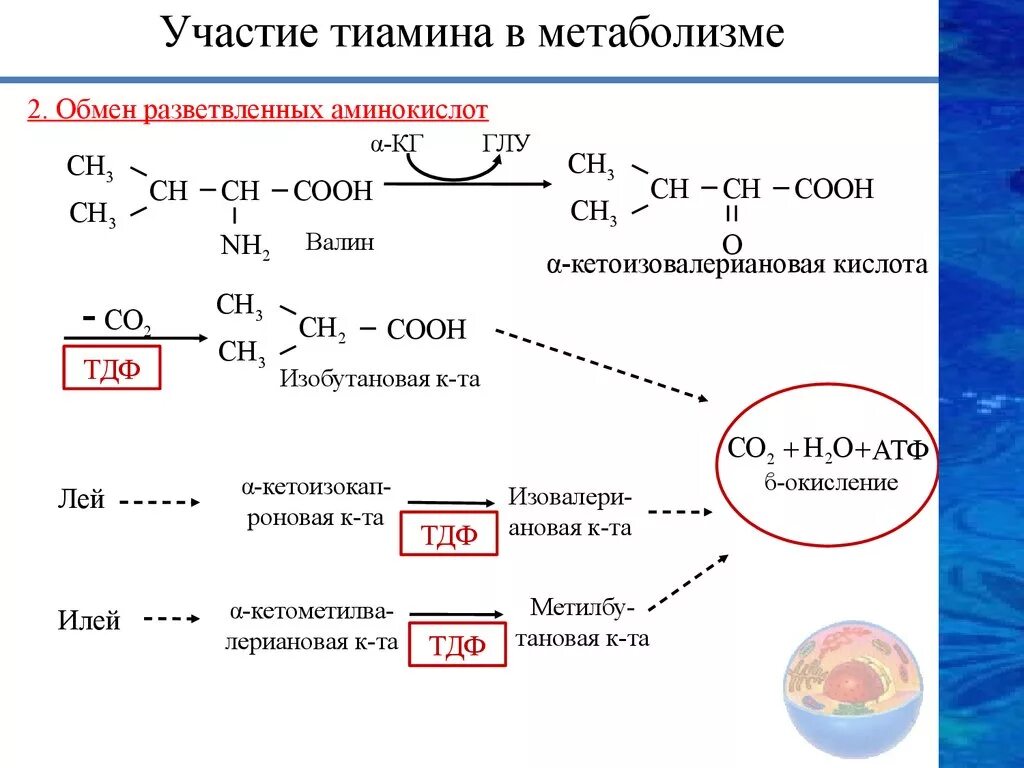 Обмен витаминов биохимия. Реакция на тиамин витамин в1. Метаболизм витамина в2 схема. Реакции с участием витамина в1. Участие в обмене веществ витамина в1.