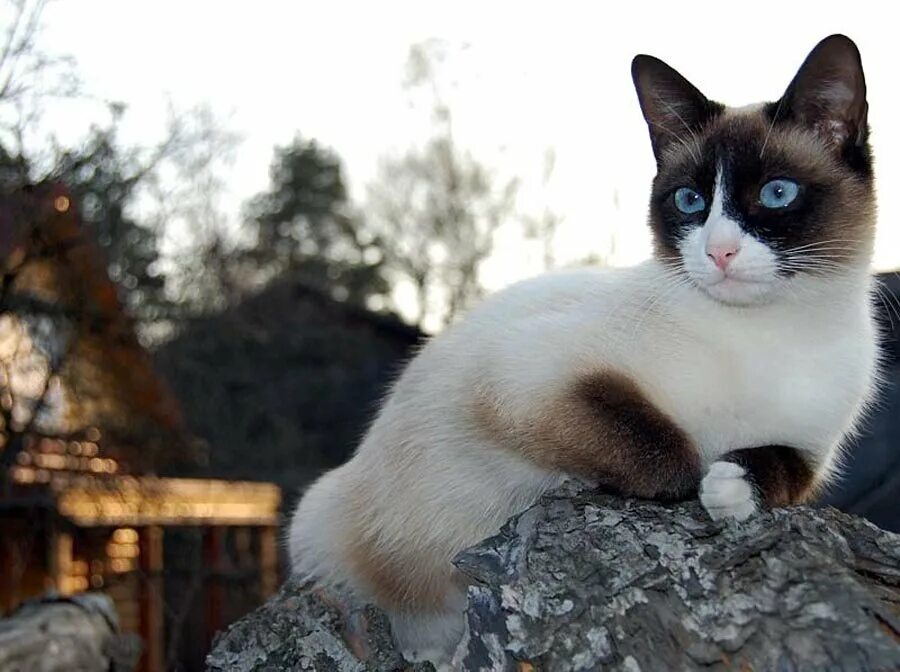 Рассмотрите фотографию кошки породы сноу шу. Сноу Шу. Сноу-Шу кошка. Тайская кошка Сноу Шу. Порода котов Сноу Шу.