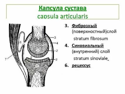 Капсульная сустав