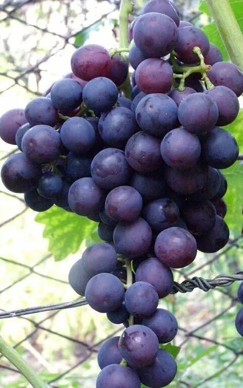 Сорт винограда Сеня. Виноград фараон. Сорт винограда фараон. Виноград Сеня описание сорта.