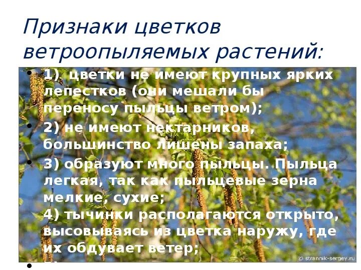 Какие приспособления существуют у ветроопыляемых цветковых растений. Ветроопыляемые растения. Цветки ветроопыляемых растений. Признаки цветков ветроопыляемых растений. Пыльца ветроопыляемых растений.