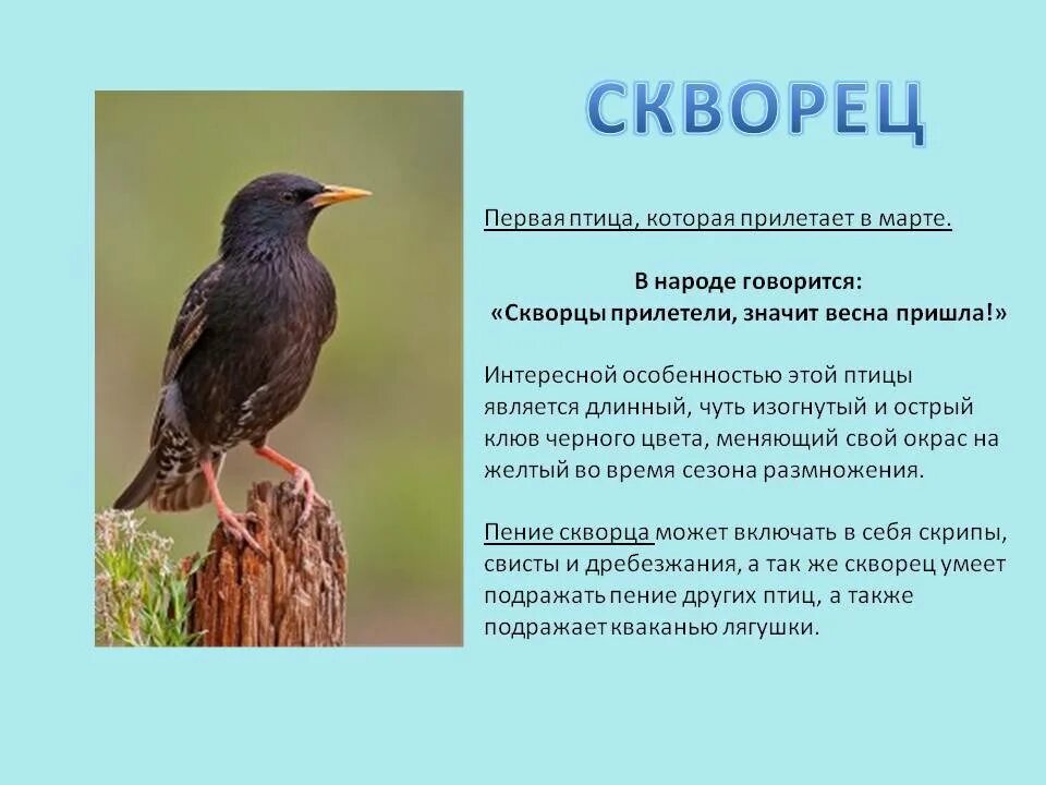 Скворец количество звуков. Птицы которые прилетают весной. Скворец. Первые птицы которые прилетают весной. Описание птиц.