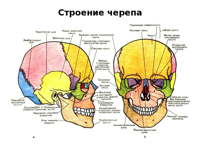 Название скелета головы
