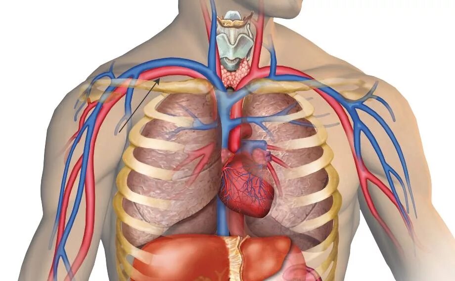 Анатомия грудной клетки сердце легкие. Анатомия грудной клетки внутренние органы. Анатомическое расположение сердца.