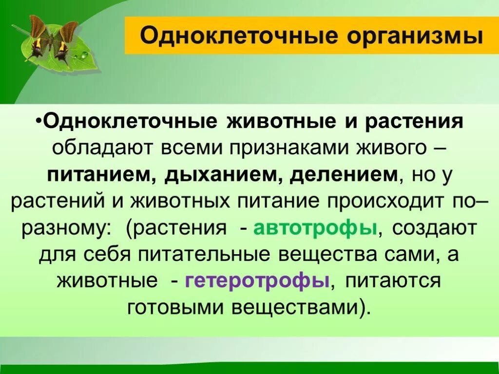 Информация о признаках организма. Одноклеточные многоклеточные биология. Одноклеточные и многоклеточные организмы. Особенности одноклеточных и многоклеточных организмов. Одноклеточные и многоклеточные растения и животные.