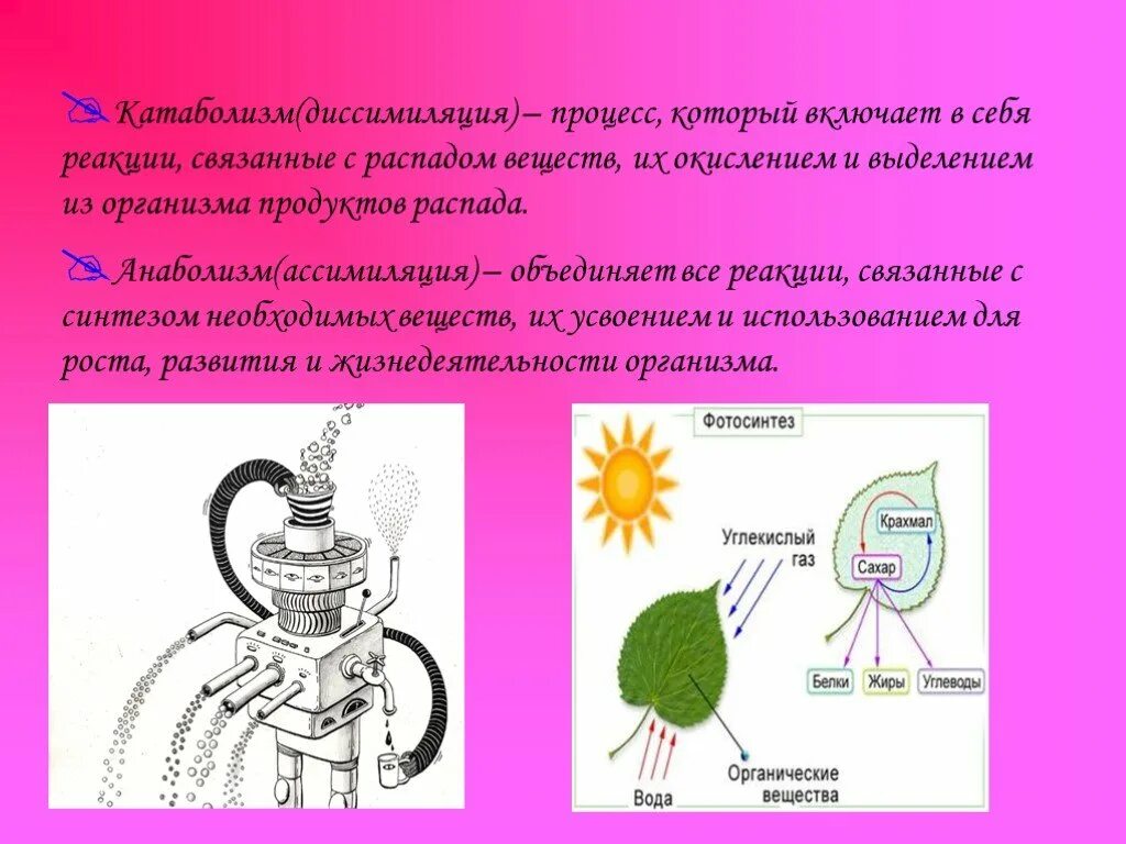 Диссимиляция это процесс. Диссимиляция это процесс