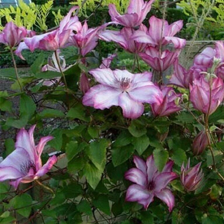 Клематис Омоширо. Клематис Omoshiro. Клематис гибридный Омоширо. Клематис (Clematis Omoshiro). Клематис омоширо фото