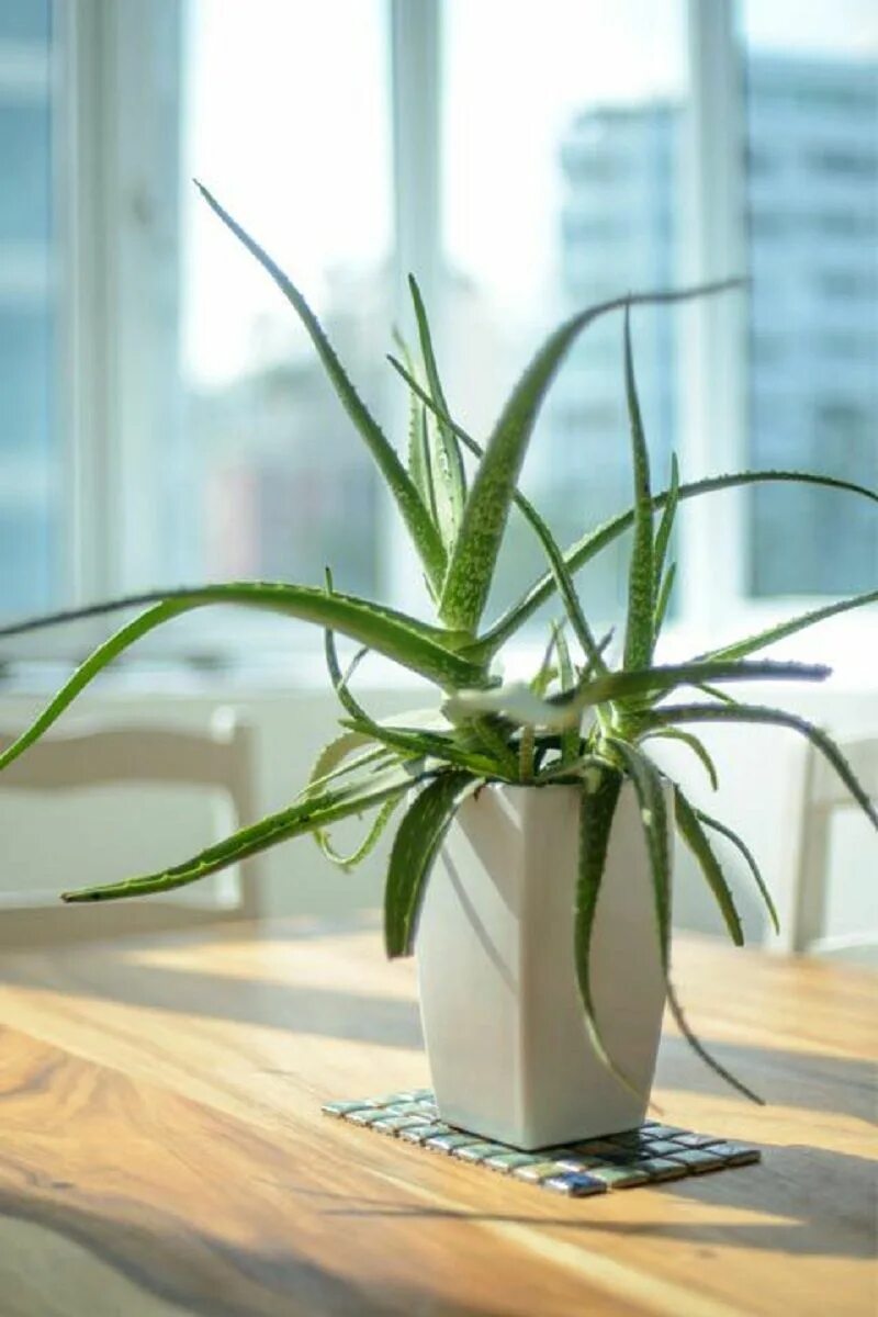 Алоэ в интерьере квартиры фото Pin by Luciana Valdez on Jardines y terrazas Houseplants, Plants, Aloe vera plan