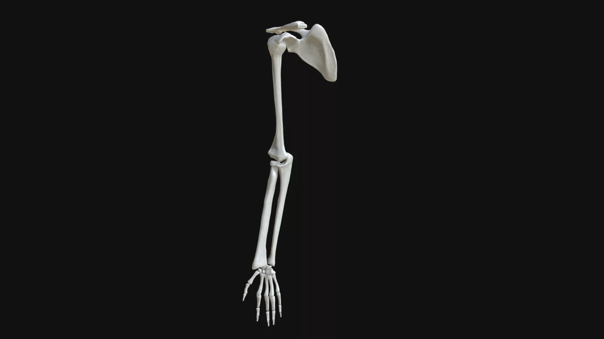 Bones model