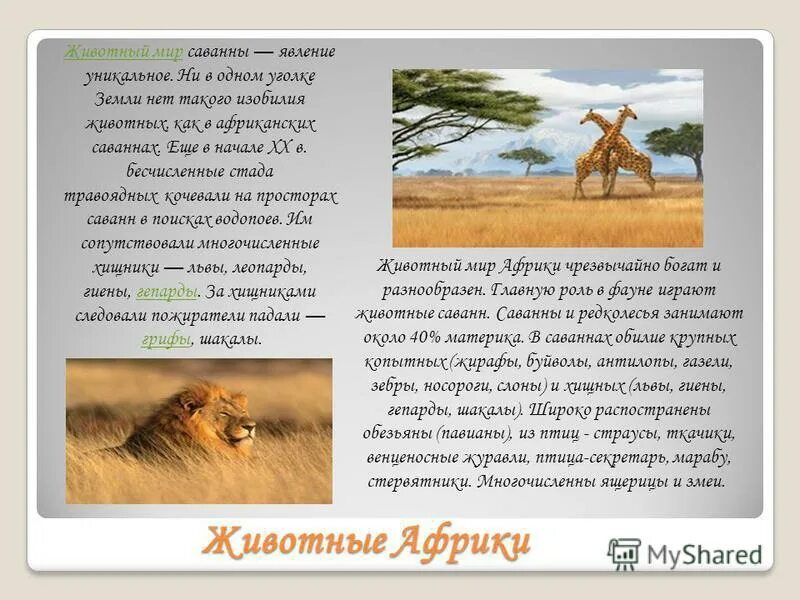Доклад о животном саванны. Животные обитающие в африке. Доклад о животном саванны. Животные африки презентация. Животные с саванне и тропических лесах.