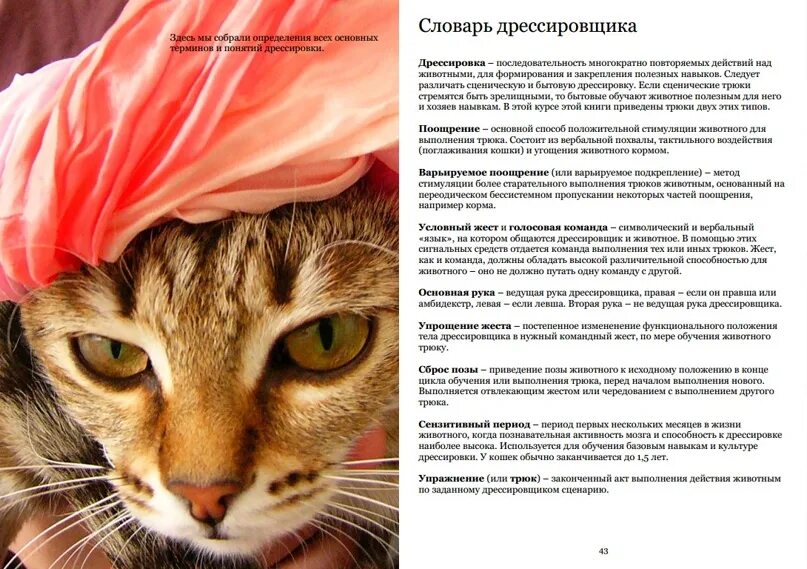 Обучающий кот. Команда котов. проект про дрессировку кошек. список дрессировки кота. дрессировка кошек в домашних условиях книга.