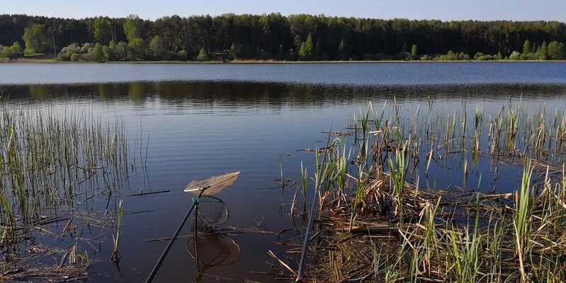 Приток к мелиоративному каналу. Карасевый пруд. Озеро карпо-карасево. Буффало черный реальная рыбалка озеро у деревни. Белое озеро введенский владимирская область.