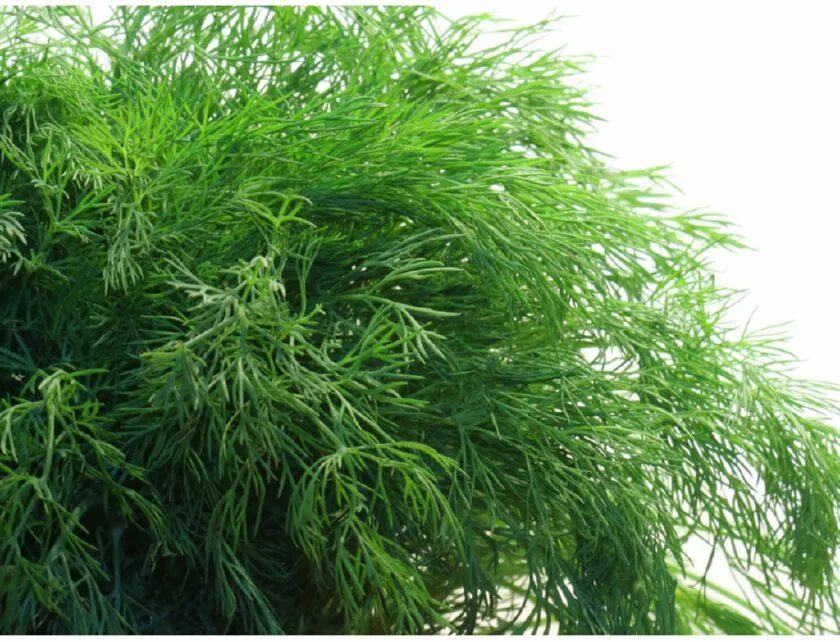 Укроп корелле. Укроп супердукат. Фенхель обыкновенный фармакогнозия. Цветочки укропа. Укроп стардаст.