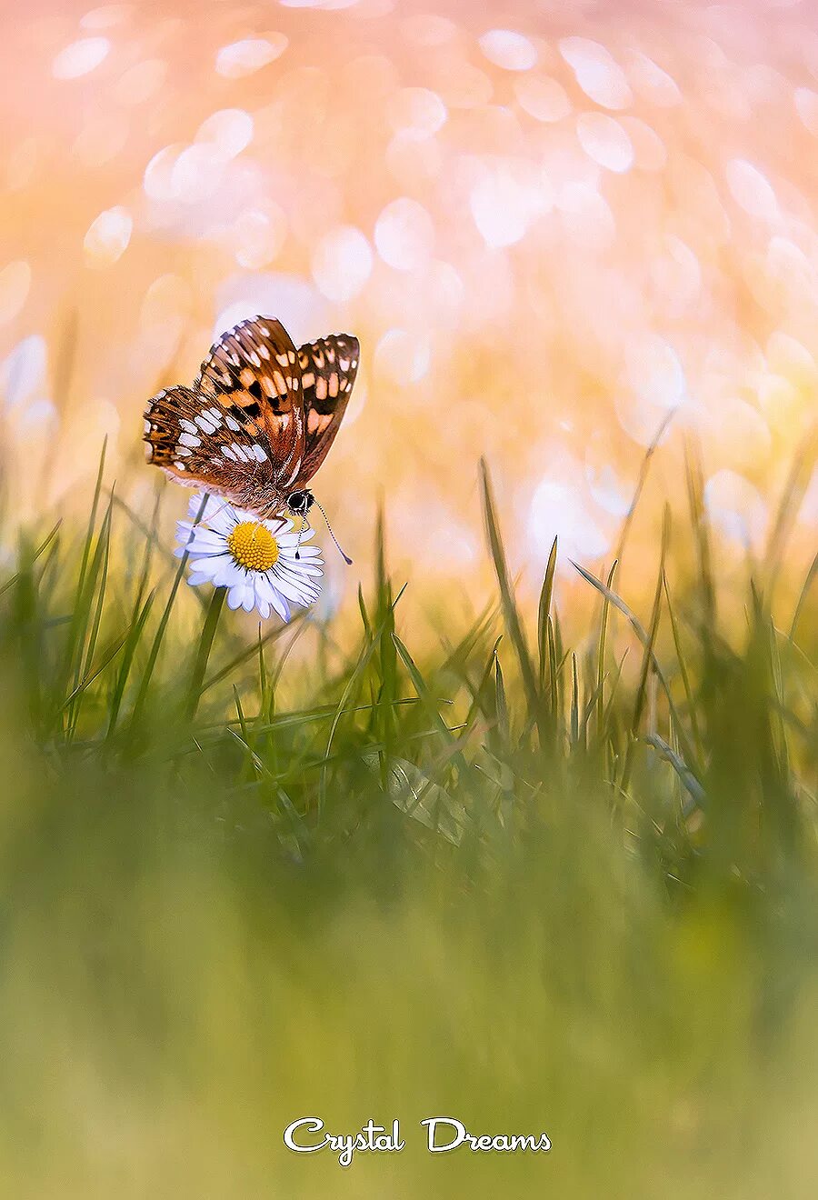 цветы солнце радость. будет солнце будут и бабочки. утренние бабочки. лето бабочки. будет солнце будут и бабочки.