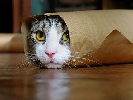 Cat burrito #cats #animals #burrito #cute #adorable Смешные Мемы О Кошках, ...