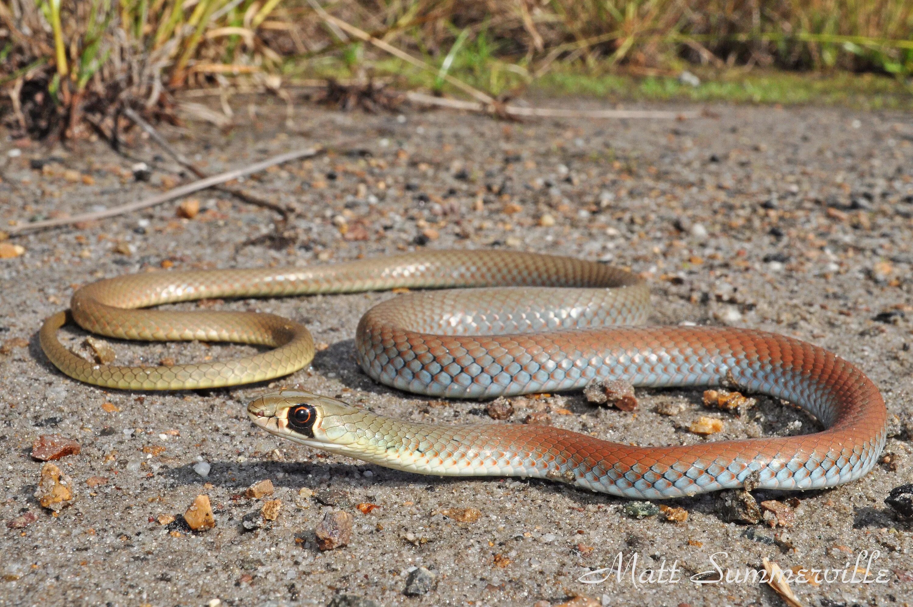 Demansia Psammophis. Коричневая ДЕМАНСИЯ. Сетчатая коричневая змея. Песчаная коричневая змея.