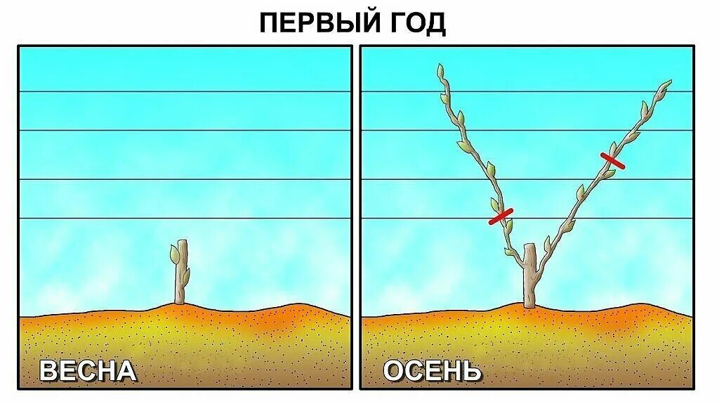 Виноград 2 год осень. Обрезка винограда 2 год. Виноград 2 год осень. Схема обрезки и формирования куста винограда. Обрезка винограда 1 и 2 года.