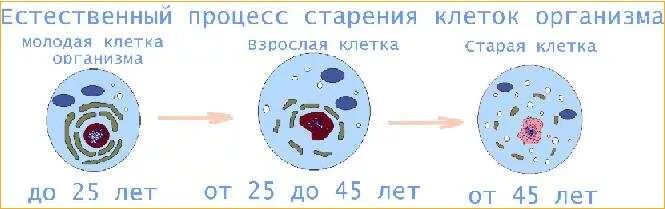 Как произошла 1 клетка. Процесс старения клеток организма. Старение клетки. Старение клеток организма. Старение на клеточном уровне.