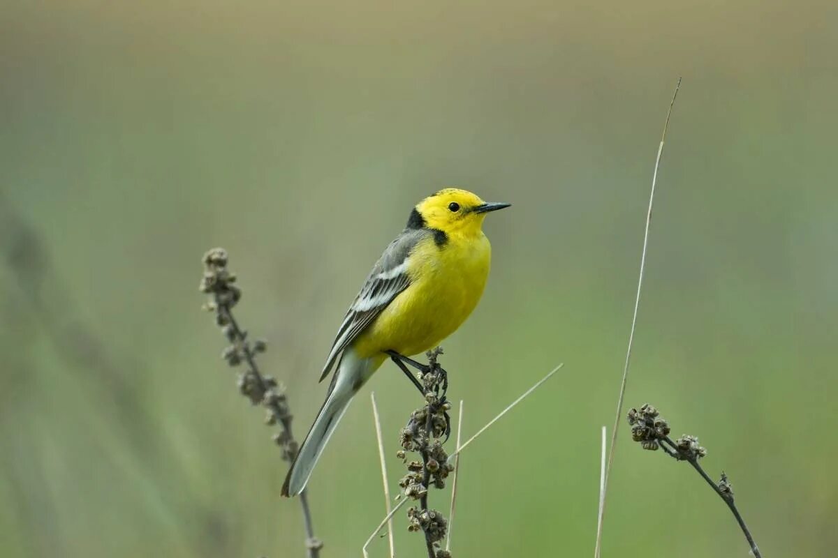 Плиска Motacilla. Малая желтоголовая трясогузка Motacilla werae. Трясогузка пение. Желтая трясогузка внешний вид.