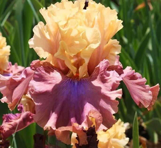 ирис шоу йор колор. ирис fly your colors. ирис шоу. ирис шоу. ирис шоу.