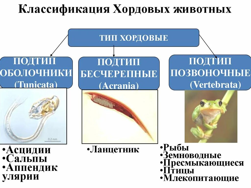 Позвоночные относятся к типу хордовые. Подтип оболочники Подтип Бесчерепные. Тип Хордовые Бесчерепные животные. Классификация хордовых схема. Тип Хордовые Подтип позвоночные.