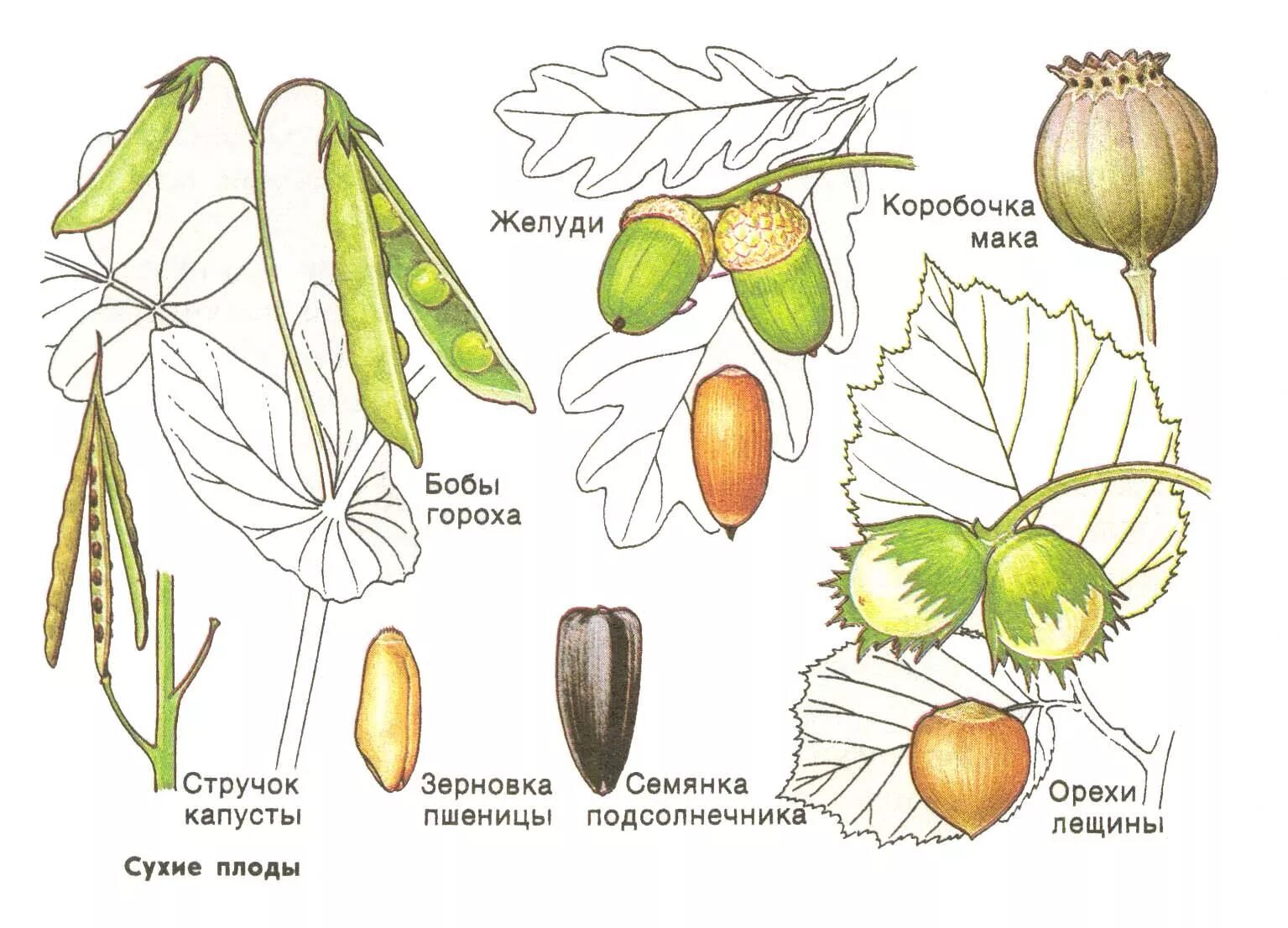 Строение цветка сухие односемянные плоды. Орех фундук строение плода. Типы сухих многосемянных плодов. Семянка Зерновка и Боб сухие плоды. Семенные растения примеры 6 класс