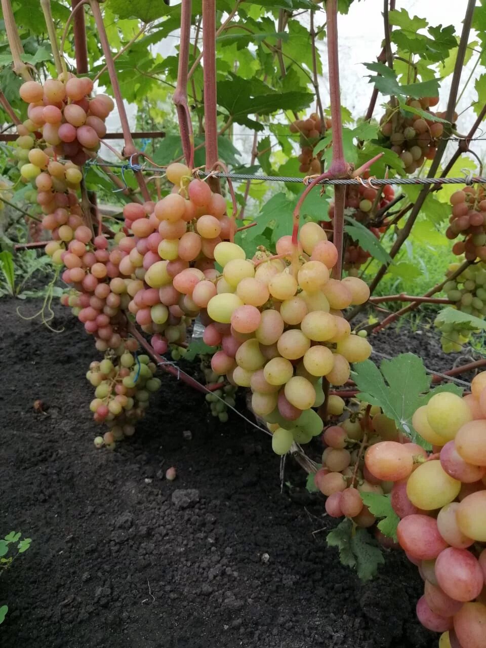 виноград в воронеже. виноград в воронеже. виноградники воронежской области безяев. виноград в воронеже. виноград в воронеже.