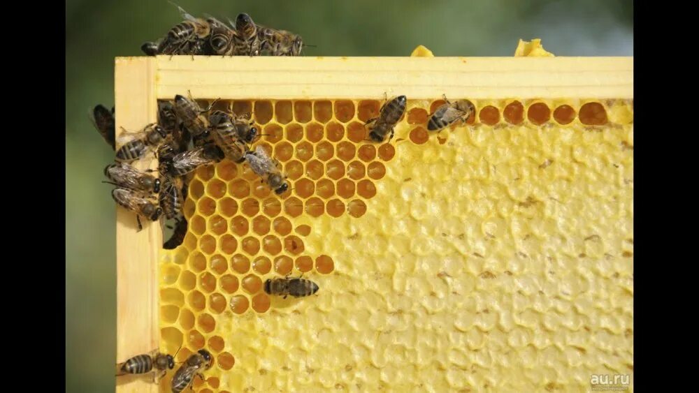 Соты пчел. Пчелы живут в улье. Где живут пчелы. Строение улья для пчел. Пчелиный рой.