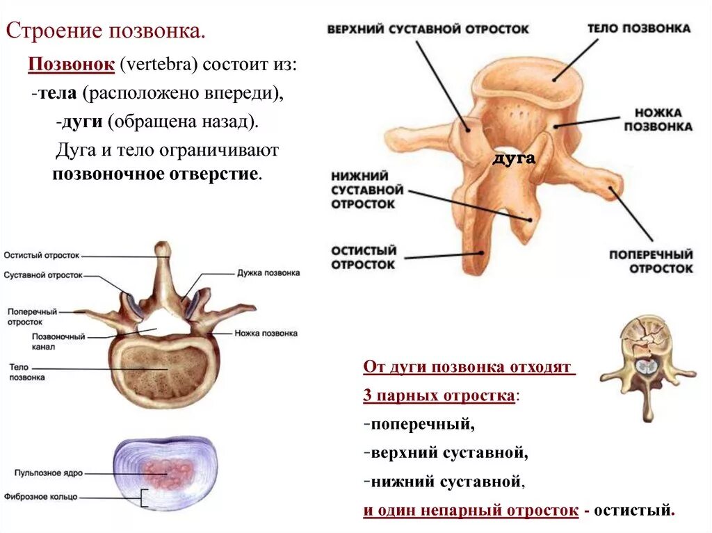 Тело позвонка размер. Анатомия позвоночника строение позвонка. Строение позвонка человека с расшифровкой позвонков. Строение позвонка 7 отростков.