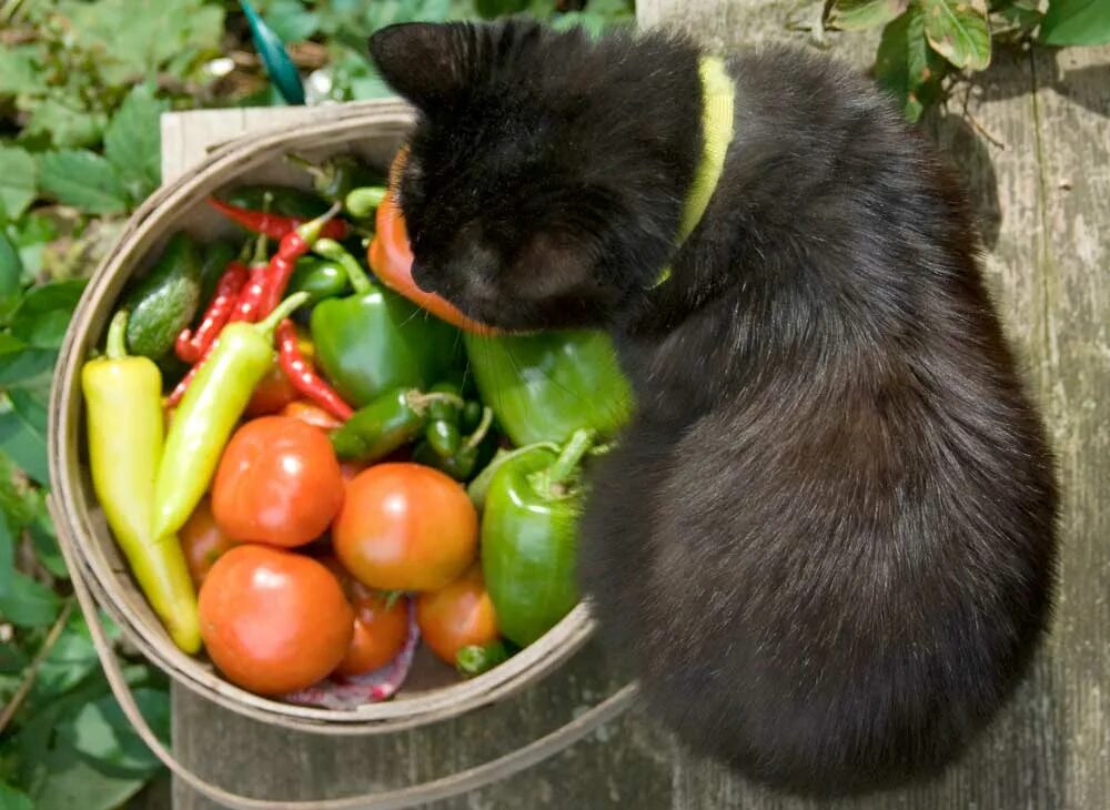 Какие овощи давать кошке. Кошка и овощи. кошка ест фрукты. кошка ест овощи. коты едят фрукты и овощи.