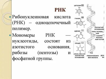 Роль нуклеиновых кислот в реализации наследственной информации