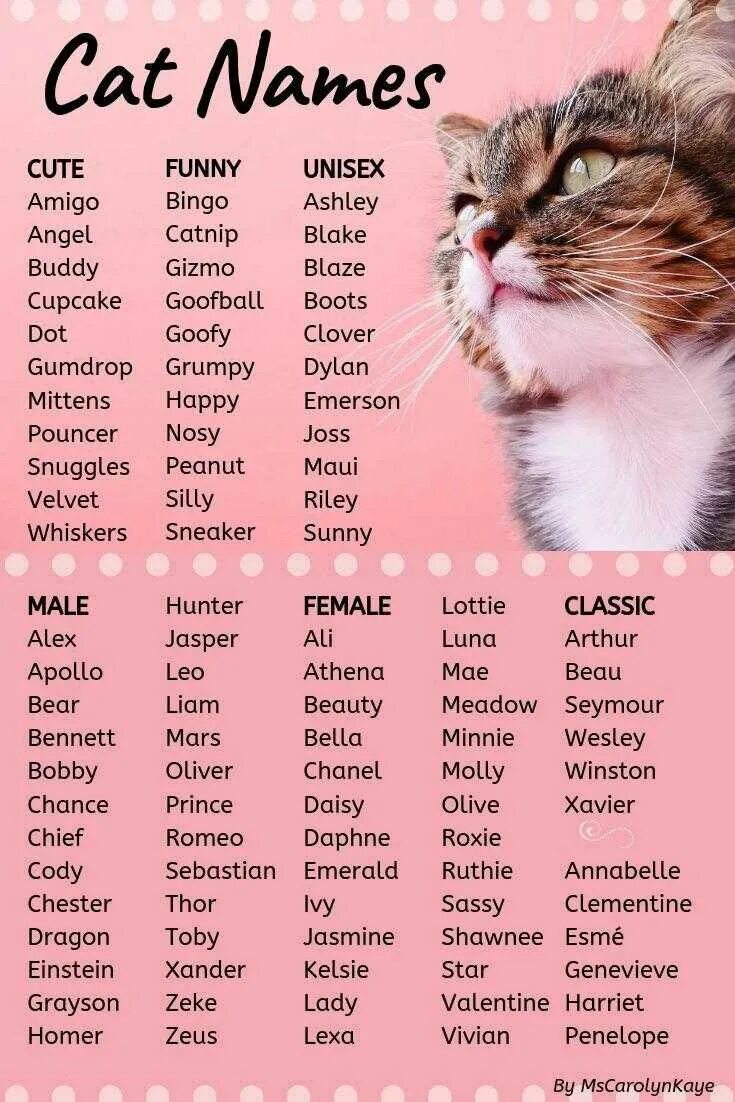 Имя для черно белого кота. Клички для котов. Имена для кошек. Красивые клички для кошек. Имена для кошек девочек.