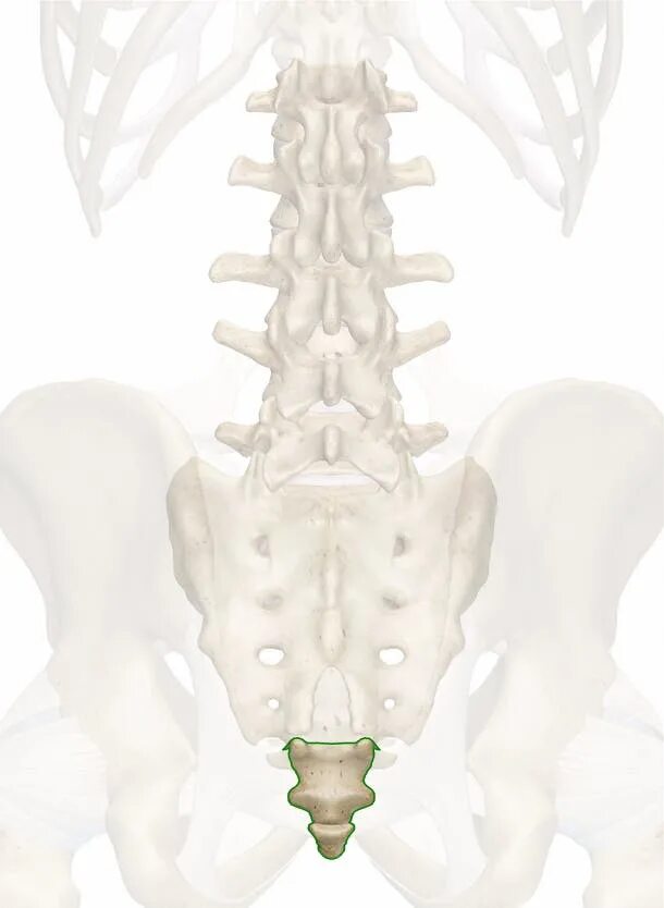 Поясница крестец. Хвостовые позвонки копчик. Анатомия крестцово копчикового. Строение костей копчика. 6 Позвонок копчика.