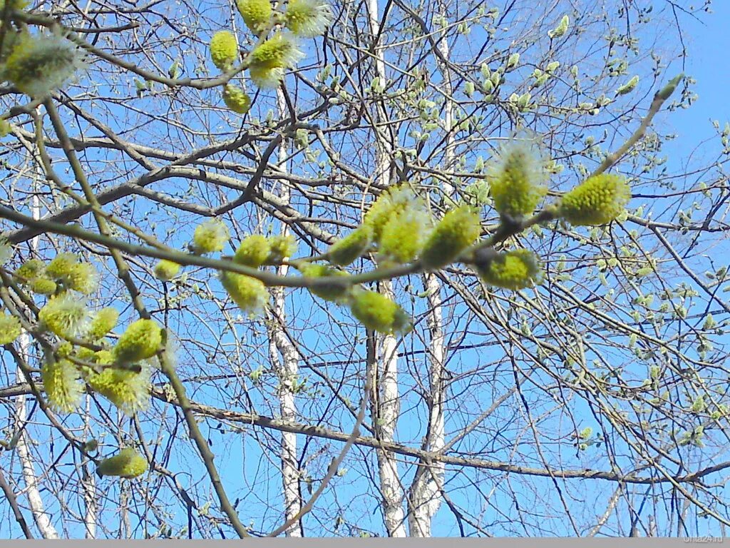 05 2011. Природа в мае в Республике Коми. Коми весной.