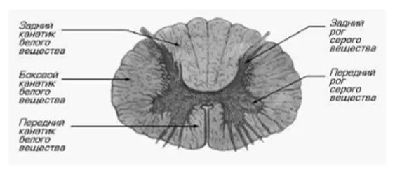 Серые столбы спинного мозга. Строение белого вещества спинного мозга. Серое вещество спинного мозга срез. Белое и серое вещество спинного мозга схема. Серое вещество головного и спинного мозга.