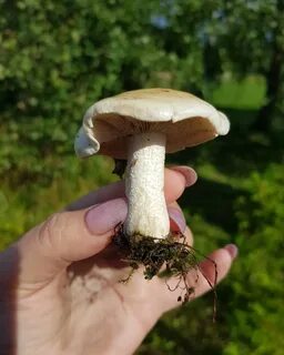 Грибы хрен
