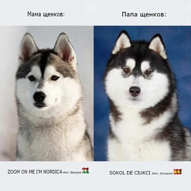 Сколько весит лайка