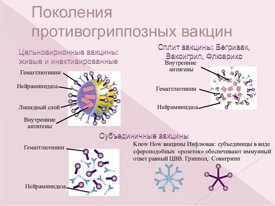 Расщепленные и субъединичные вакцины. Поколения противогриппозных вакцин. Инактивированные цельновирионные вакцины. Сплит и субъединичные вакцины.