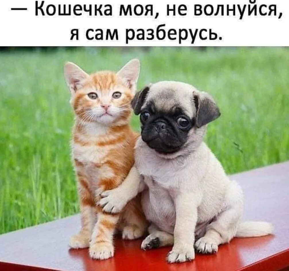 Кошки и собаки приколы. Сам с ними разберусь. Я разберусь мем. Я разберусь. Разберусь сама.