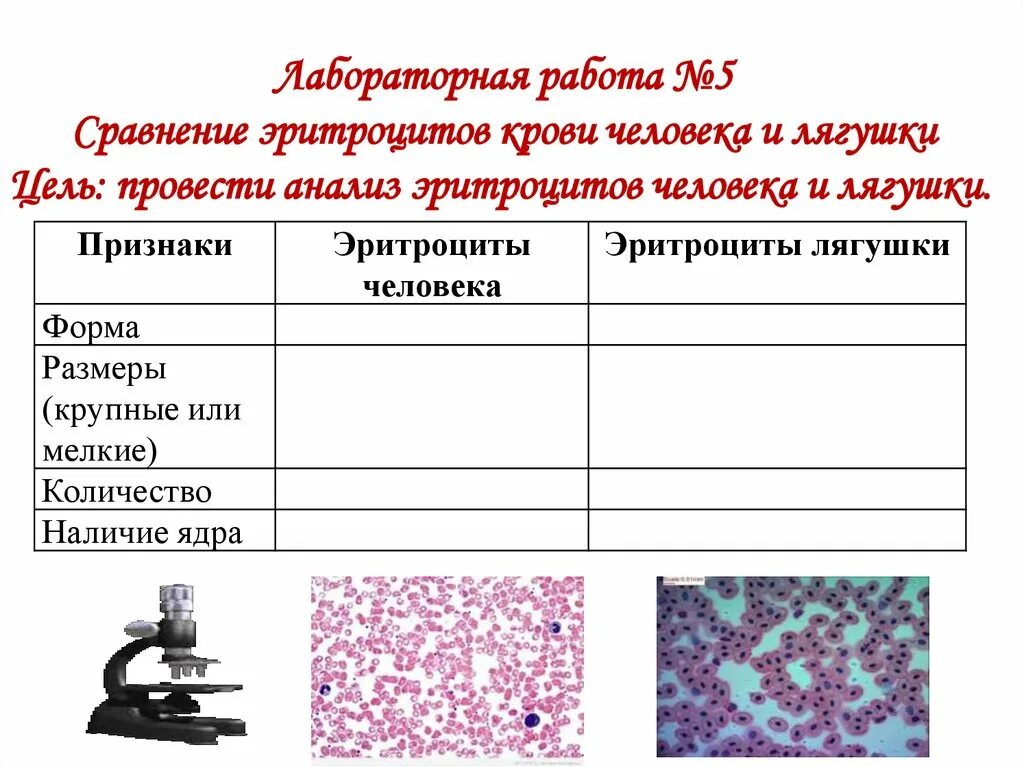 Лабораторная работа сравнение крови лягушки и человека