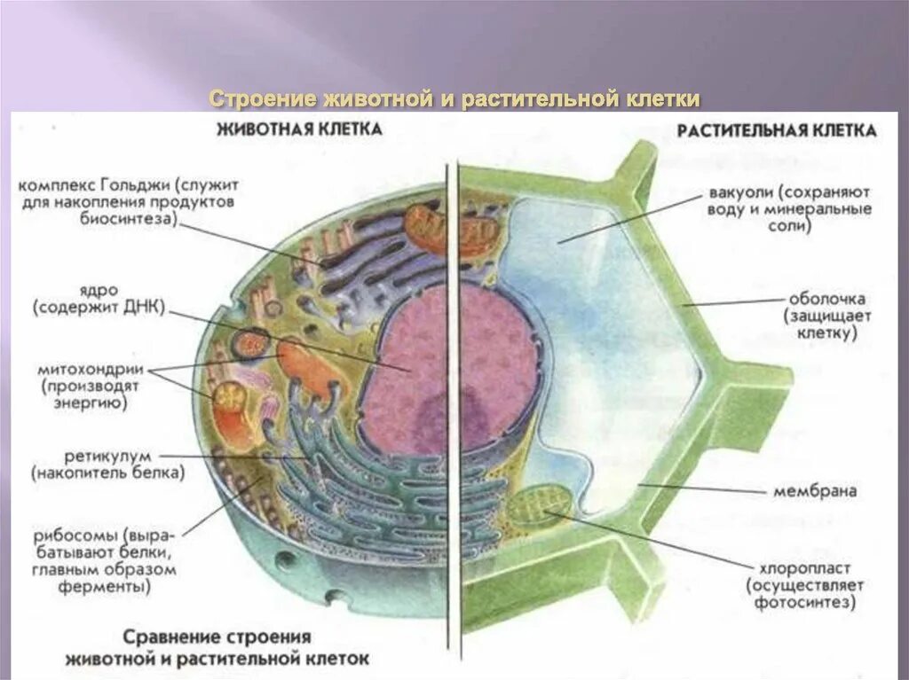 Строение клеток эукариот животная и растительная клетка. Основные элементы строения растительной клетки. Строение эукариотических клеток у растений животных. Строение животной клетки эукариот.