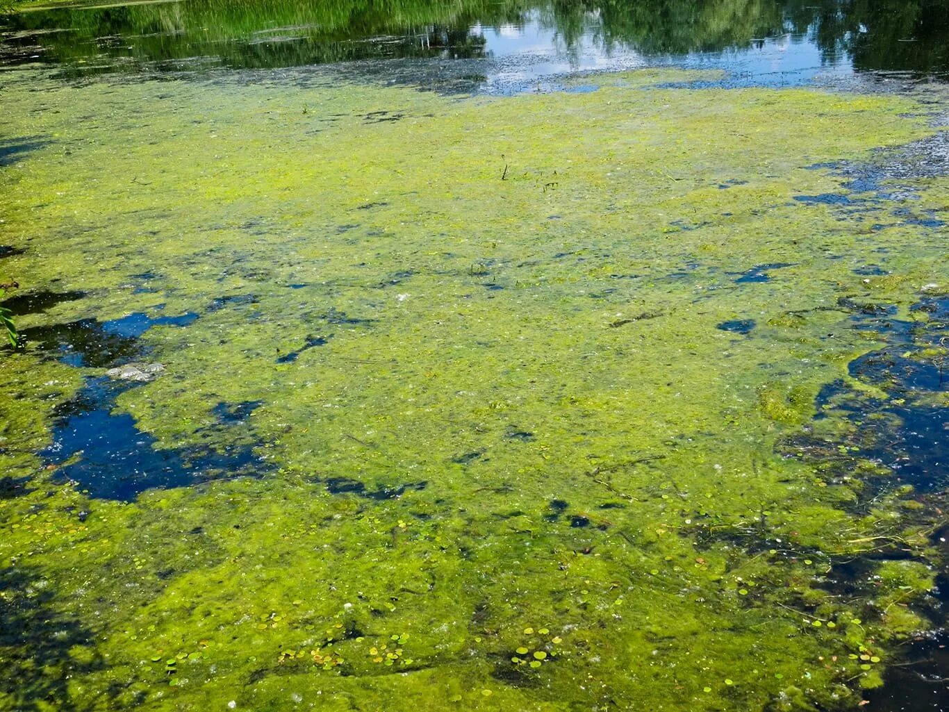 Зеленая вода в озере. Болотная водоросль спирогира.