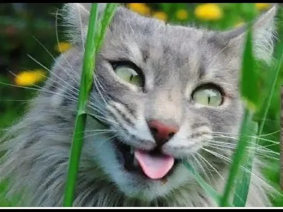 Кот нанюхался валерьянки. Валерьянка для кошек. Как дать коту валерьянку. Валериана и коты. Кот и валерьянка.