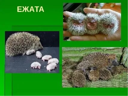 Как пишется ежонок или еженок