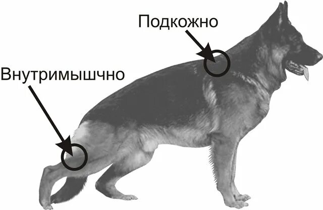 Укол собаке внутримышечно в бедро схема. Внутримышечная инъекция собаке схема. Укол собаке внутримышечно схема.