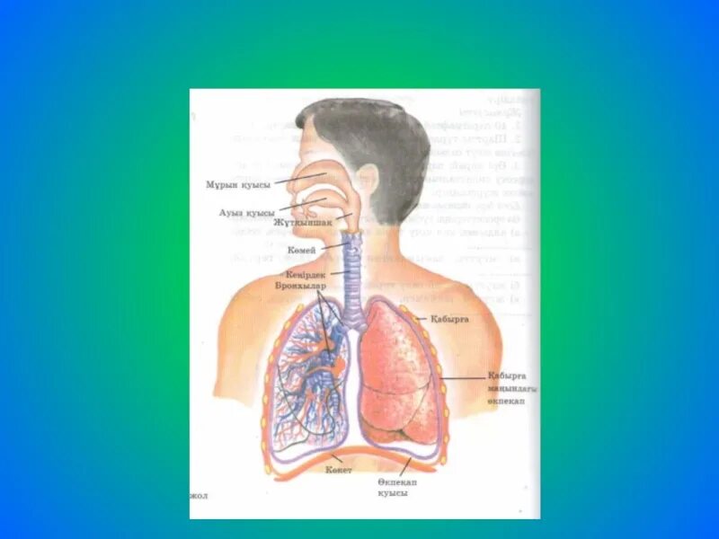 Тыныс алу жүйесінің. Тыныс алу процесі презентация. Картинка тыныс алу мүшесі. Niysi.