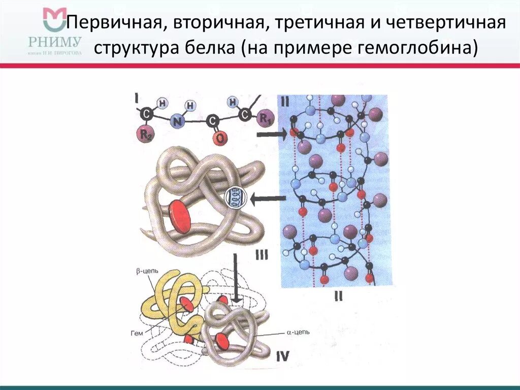 Белки первичная вторичная третичная структуры белков. Структура белков первичная вторичная третичная четвертичная. Первичная вторичная третичная структура белка. Четвертичная структура белка гемоглобина.